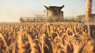 Combine harvester working in a wheat field at sunset.