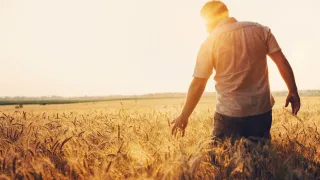 Farmer in wheat field with sunlight.