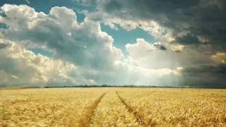 Blue sky with clouds overtop gold wheat field