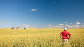 farmer standing in canola field with blue sky above him