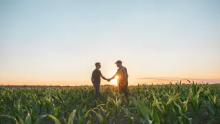 Two men shake hands in a cornfield at sunset.