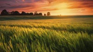 Green wheat field at sunset.