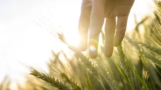 Hand touching wheat in a field, sun shining.