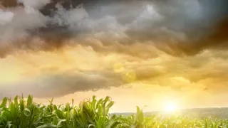 Field of corn with storm clouds and sun.