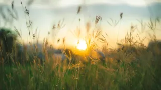 Close up of top of plants while sun sets