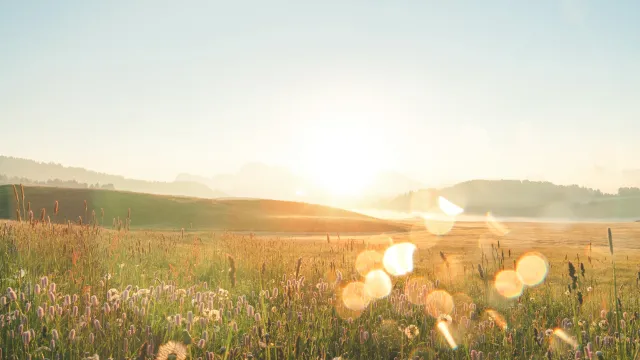field sun grass